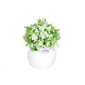 AONEZ TEA ROSE PEARL BUD WHITE PURPL  PCS 
