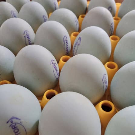 Astor telur asin
