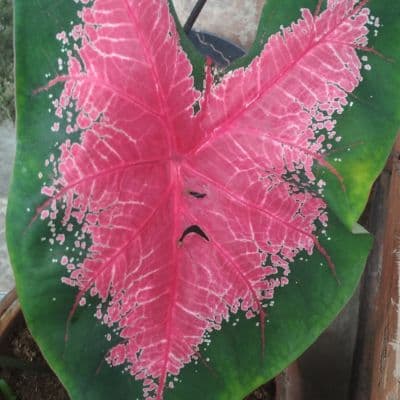 Mix keladi hias dan alokasia