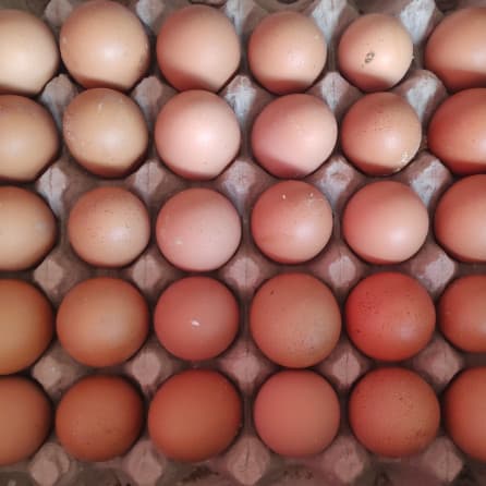 Telur Ayam
